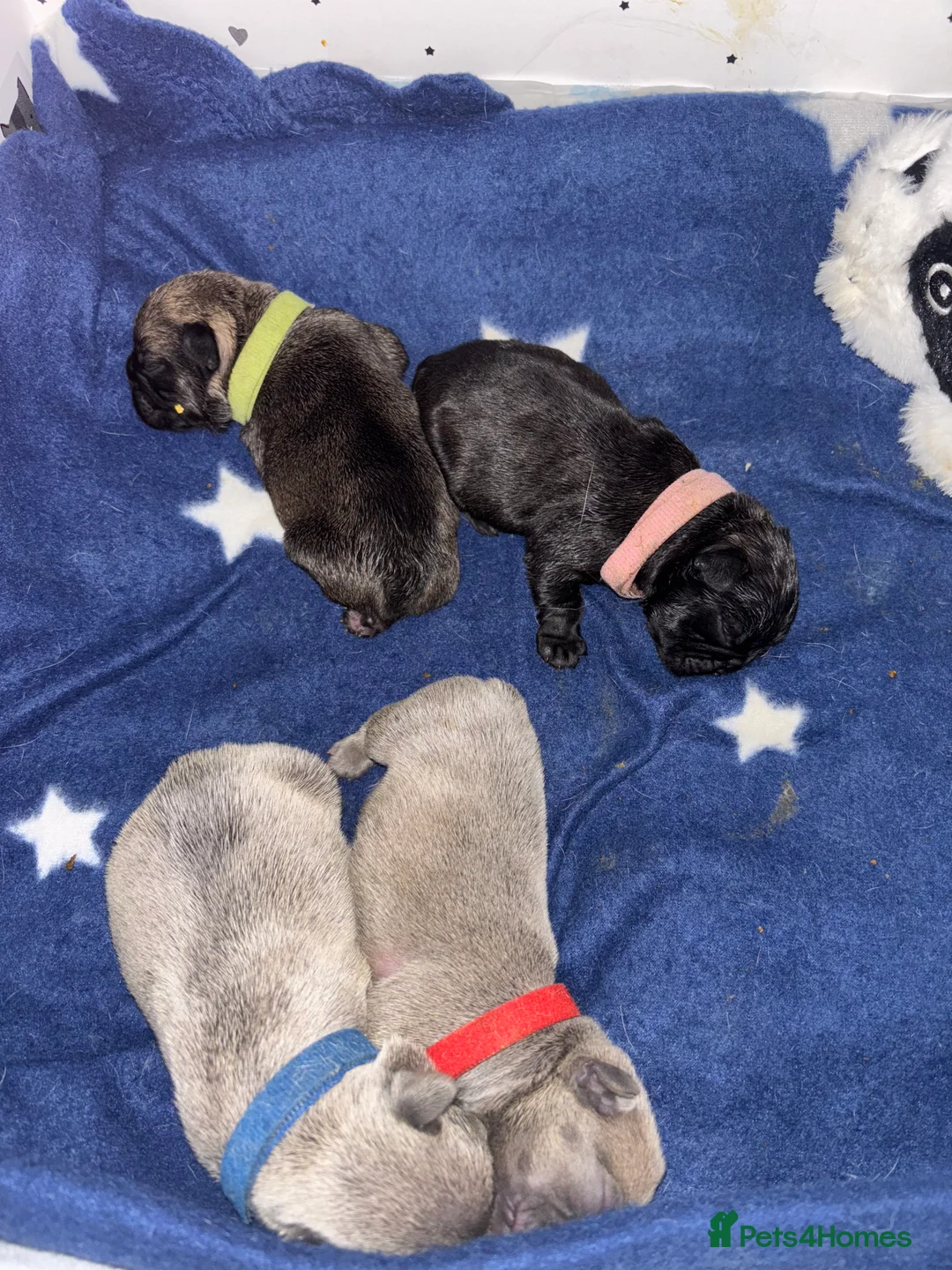 French Bulldog dogs for sale: 4 year female French bull dog  - Advert 6