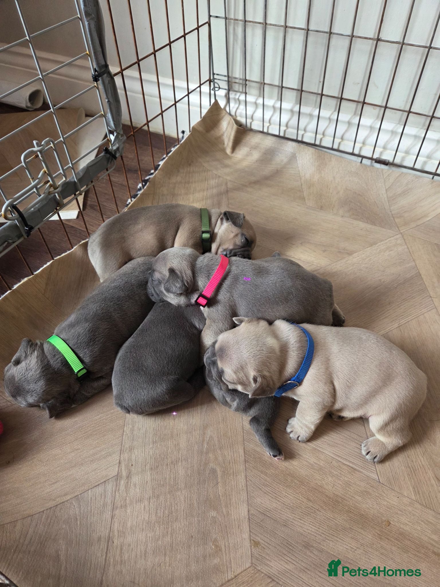 French Bulldog dogs French Bulldog pups - Advert 1