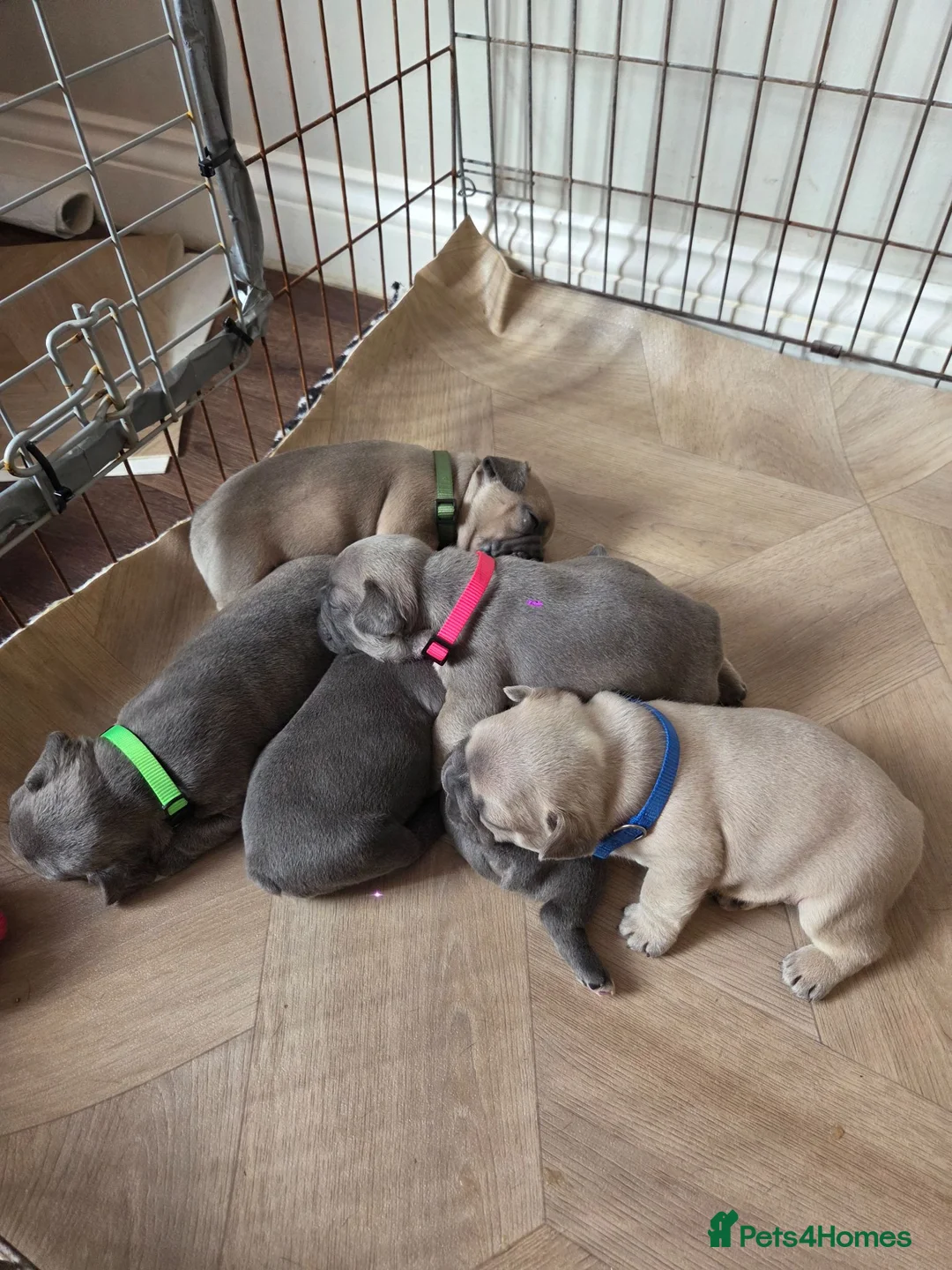 French Bulldog dogs for sale: French Bulldog pups - Advert 1