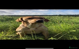 Labrador Retriever dogs for stud: Fox Red Labrador for STUD 🍁 in Ibstock - Image 3