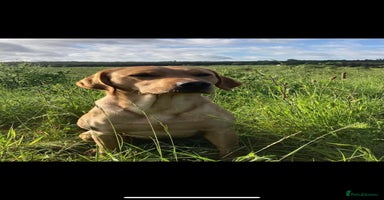 Labrador Retriever dogs in Ibstock - Advert 11