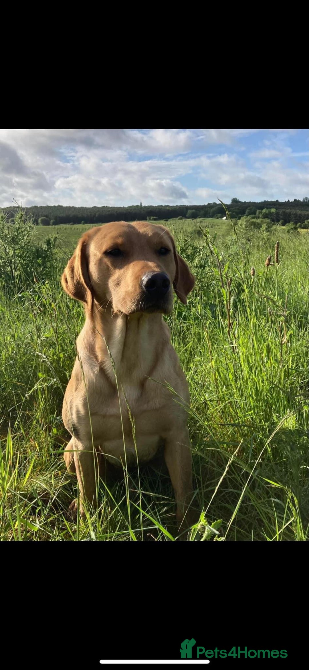 Labrador Retriever dogs for stud: Fox Red Labrador for STUD 🍁 in Ibstock - Image 3
