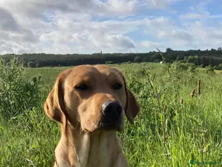 Labrador Retriever dogs 🍁Proven Fox Red Labrador for STUD 🍁 - Advert 12