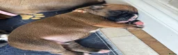 Boxer dogs for sale: KC Registered Boxer Puppies – Ready to Reserve - Advert 15