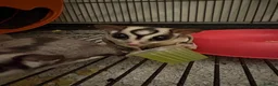 Sugar Glider rodents for sale: 3 Sugar Gliders in Plymouth - Advert 13