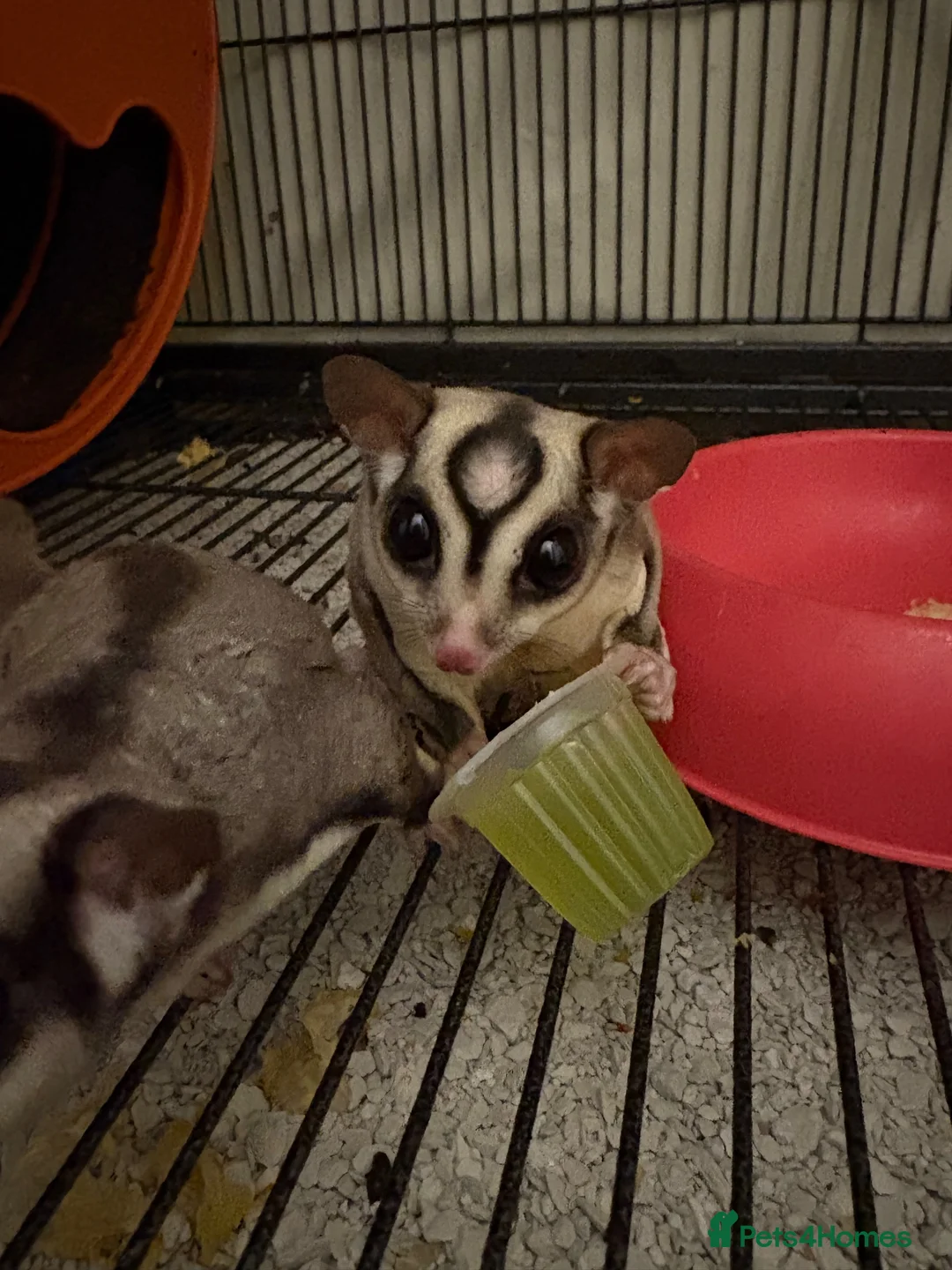 Sugar Glider rodents for sale: 3 Sugar Gliders in Plymouth - Advert 13