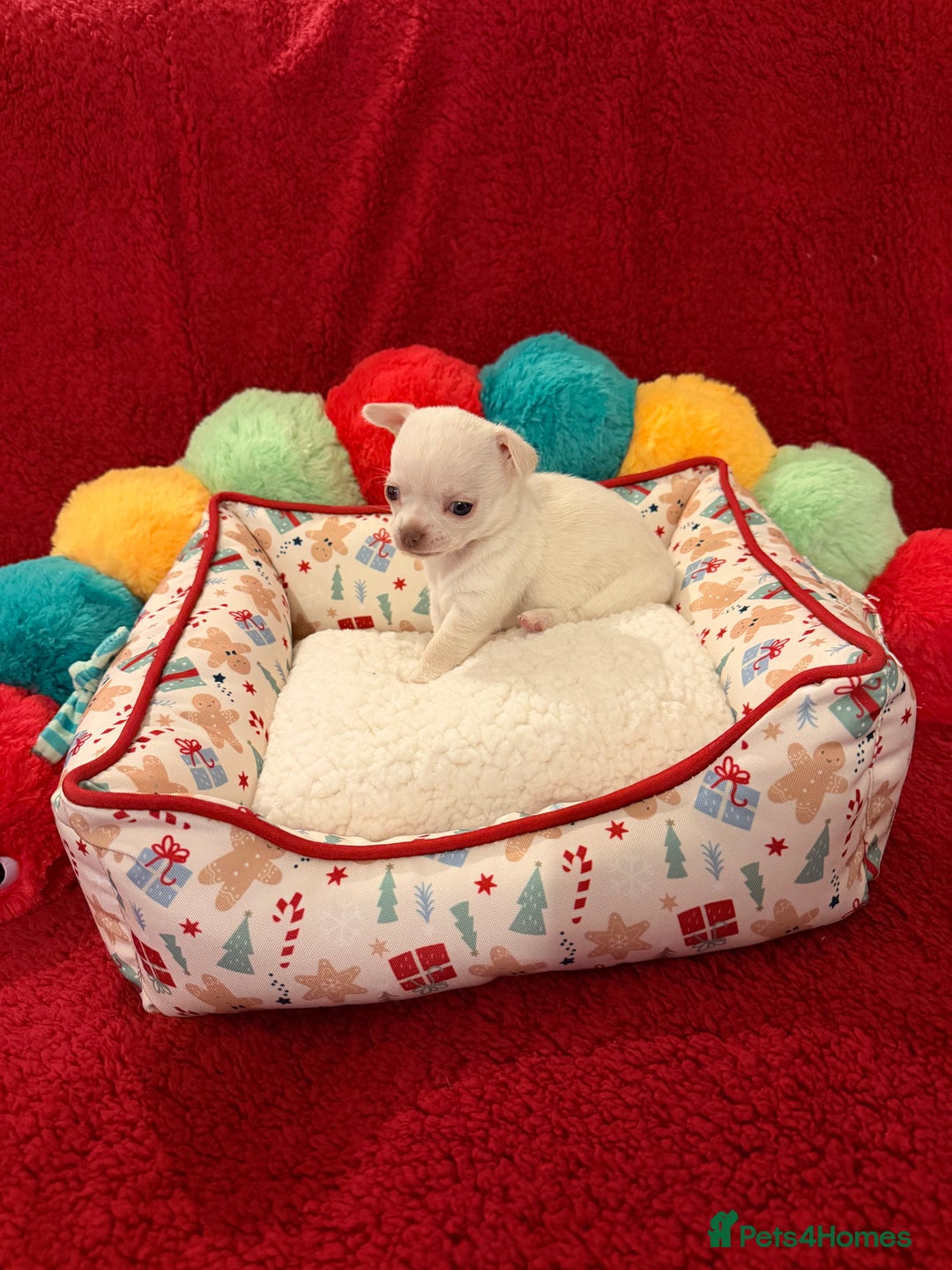 Chihuahua dogs for sale: Tiny apple head chihuahuas - Image 40