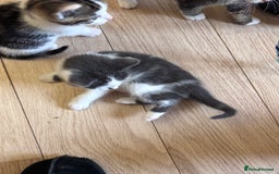 Mixed Breed cats for sale: Kittens seeking 5⭐️ forever homes - Image 9