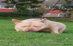 American Bully dogs for sale: American Bully Pocket Extreme - Image 8