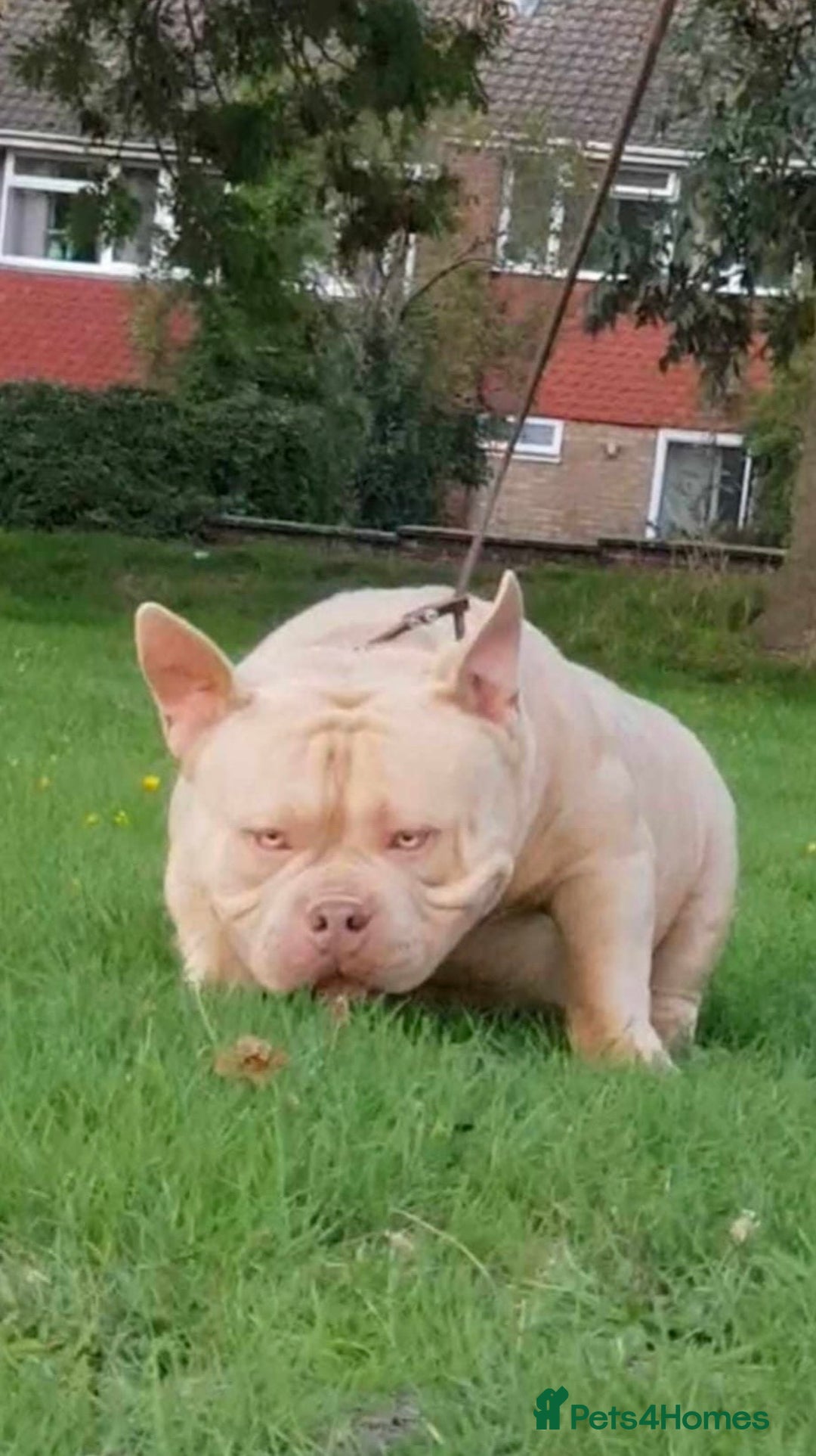 American Bully dogs for sale: American Bully Pocket Extreme - Image 8