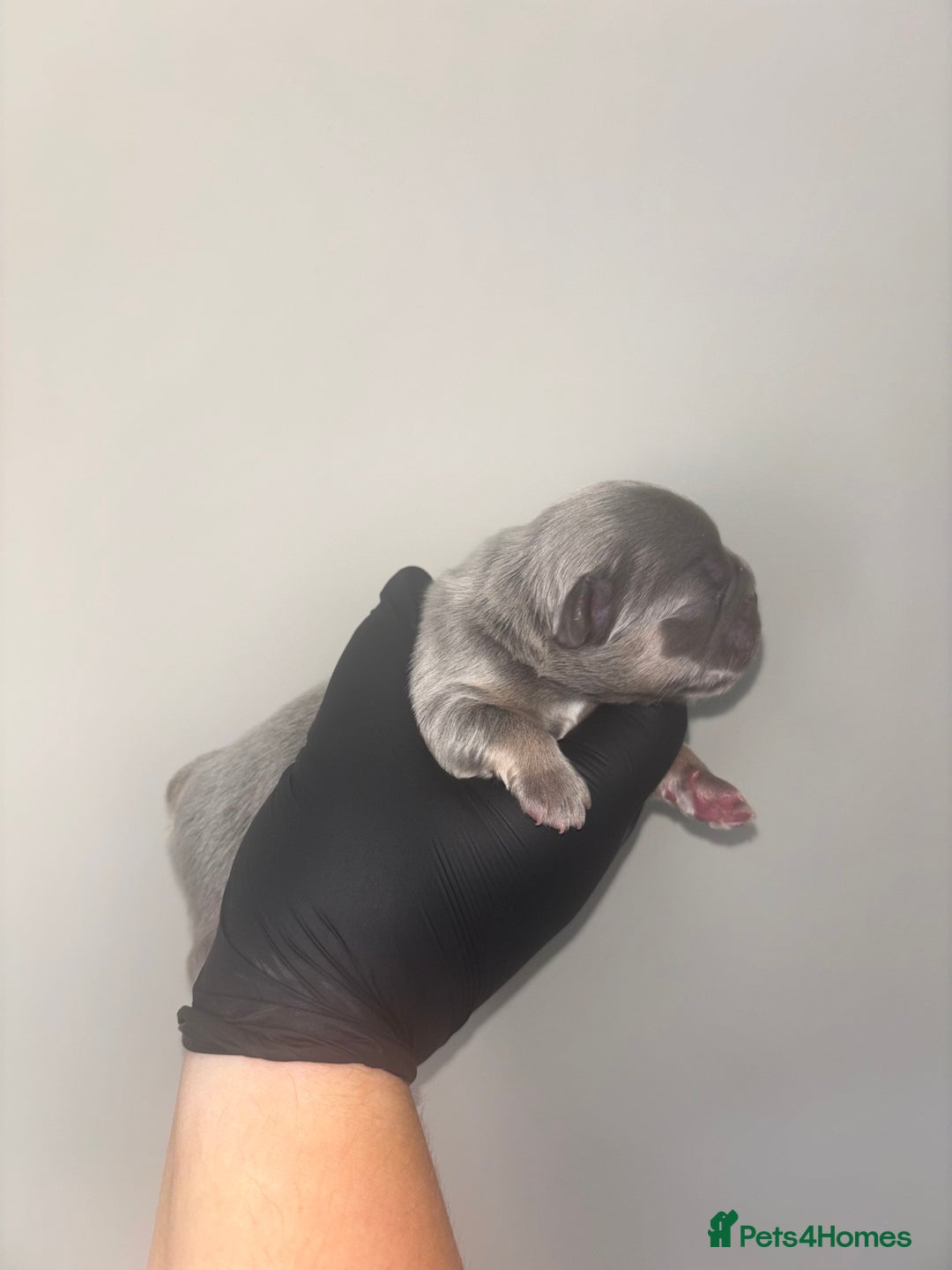 French Bulldog dogs for sale: Fluffy French Bulldog  - Image 2