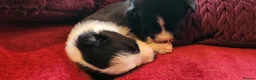 Border Collie dogs for sale: Beautiful Border Collie Puppies - Advert 22