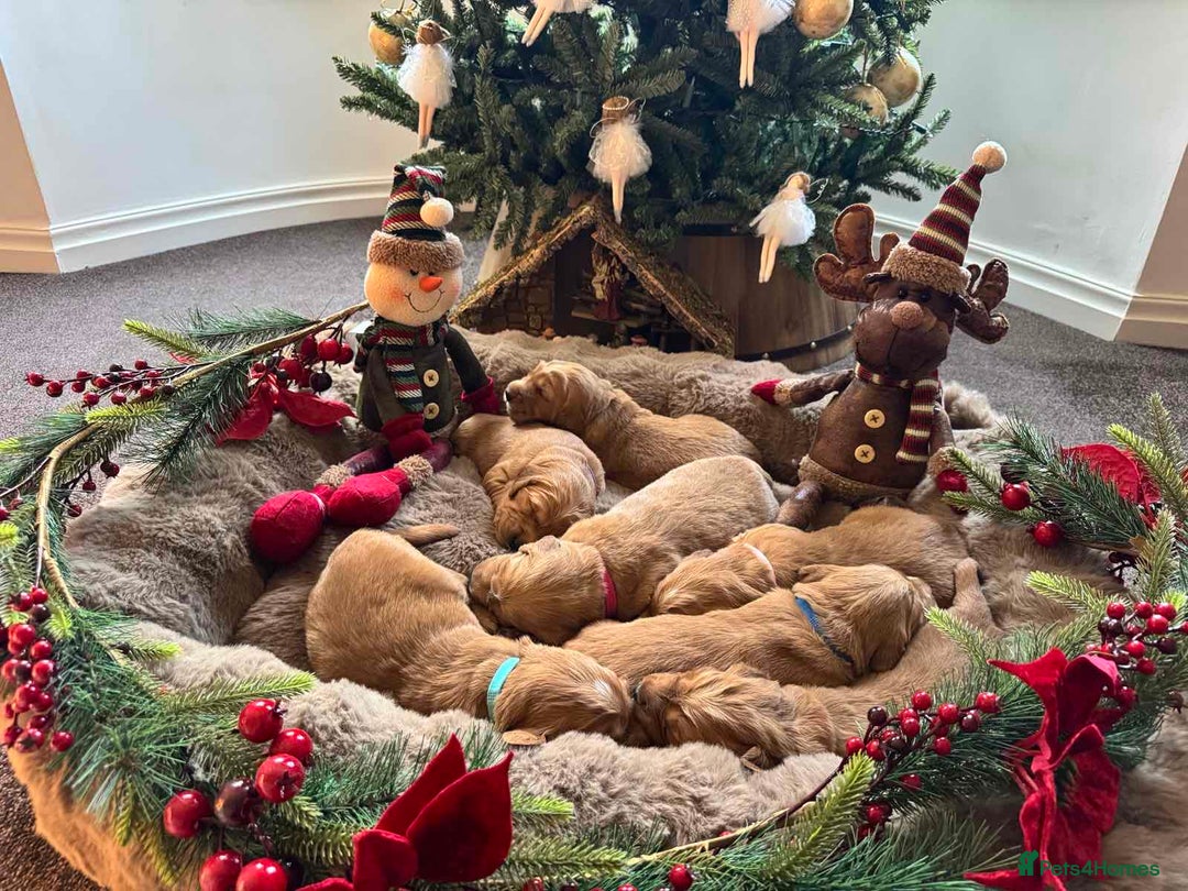 Golden Retriever dogs for sale: Golden retriever puppies  - Advert 12