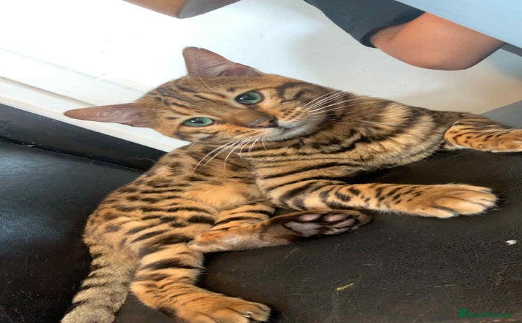 Bengal cats - Advert 1