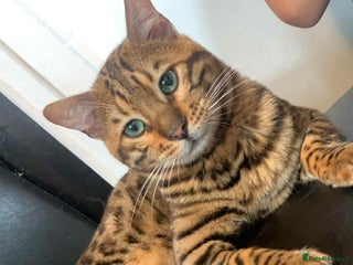 Bengal cats - Advert 36