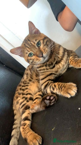 Bengal cats - Advert 4