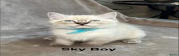 Ragdoll cats for sale: 😻Pure Ragdoll Kittens looking for loving home ❤️ - Advert 13