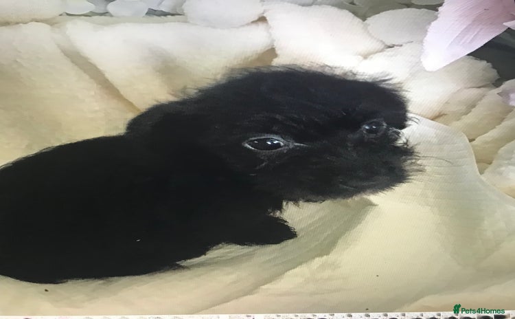 Jackapoo dogs - Advert 23