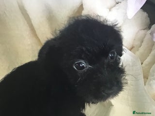 Jackapoo dogs - Advert 20