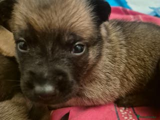 Belgian Shepherd Dog dogs Gorgeous Belgian Malinois pups - Advert 5