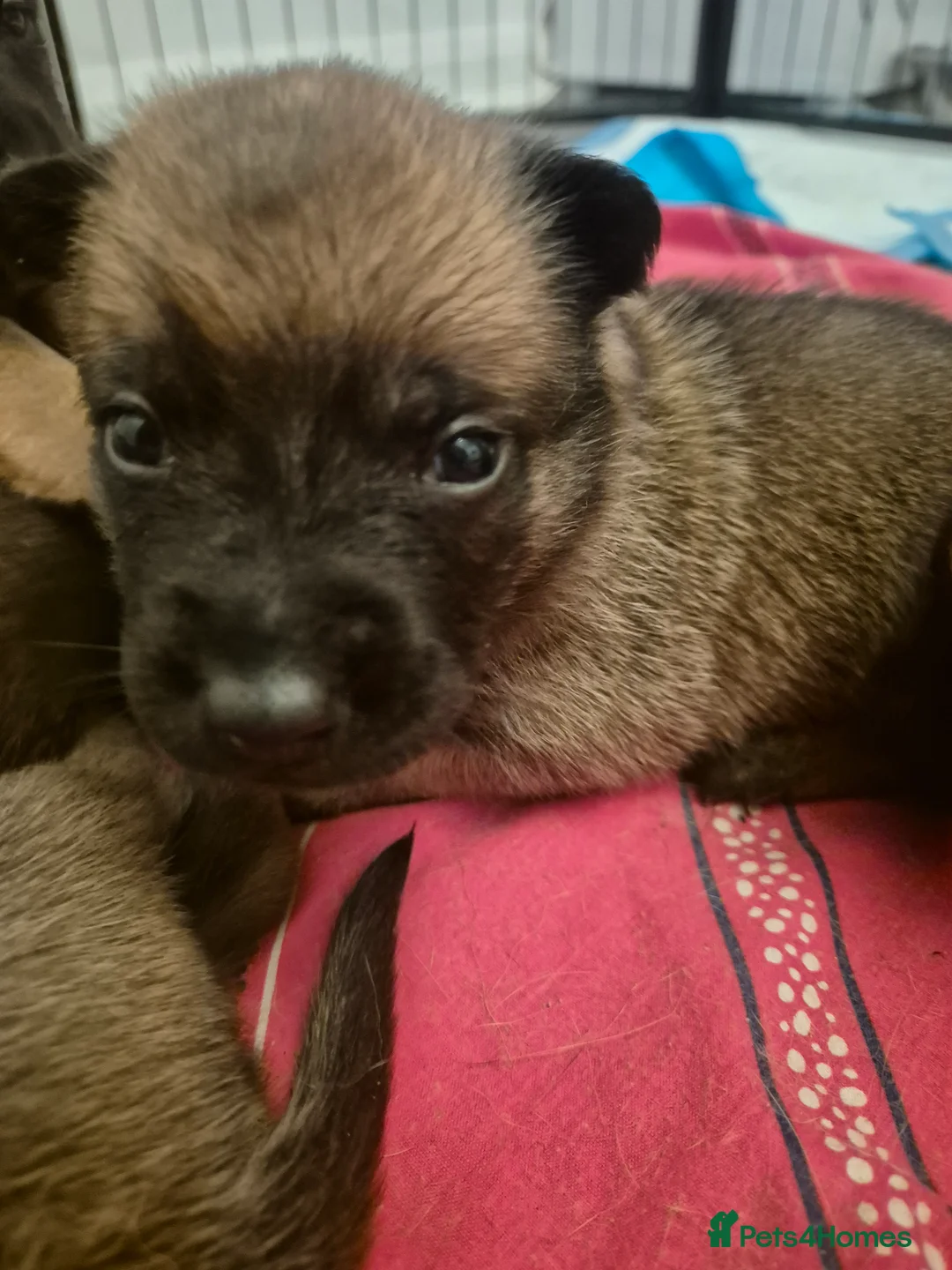 Belgian Shepherd Dog dogs for sale: KC Registered Belgian Malinois - Advert 2