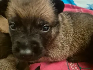 Belgian Shepherd Dog dogs Gorgeous Belgian Malinois pups - Advert 4