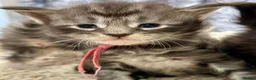 Maine Coon cats for sale: 6 Beautiful pedigree TICA reg Maine Coon kittens - Advert 13