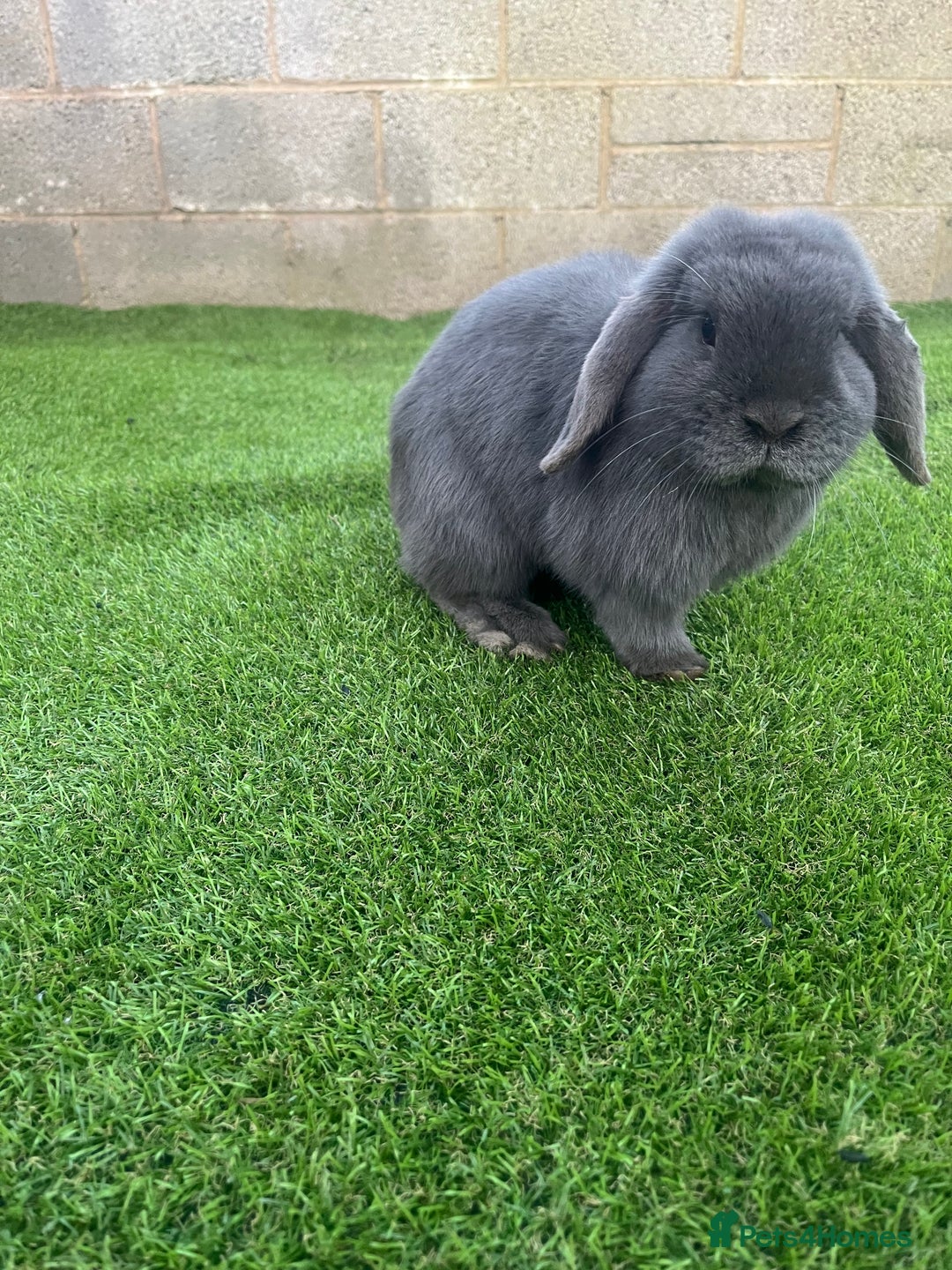 French Lop rabbits for sale: Little bunny’s  - Advert 25