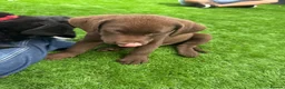 Labrador Retriever dogs for sale: Beautiful lab puppy’s ready to go - Advert 15