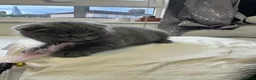 Scottish Fold cats for sale: Scottish Fold Kittens Available  - Advert 10