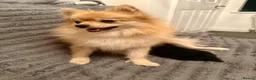Pomeranian dogs for sale: Looking for My Forever Human 🥹🐾🤎 - Advert 7