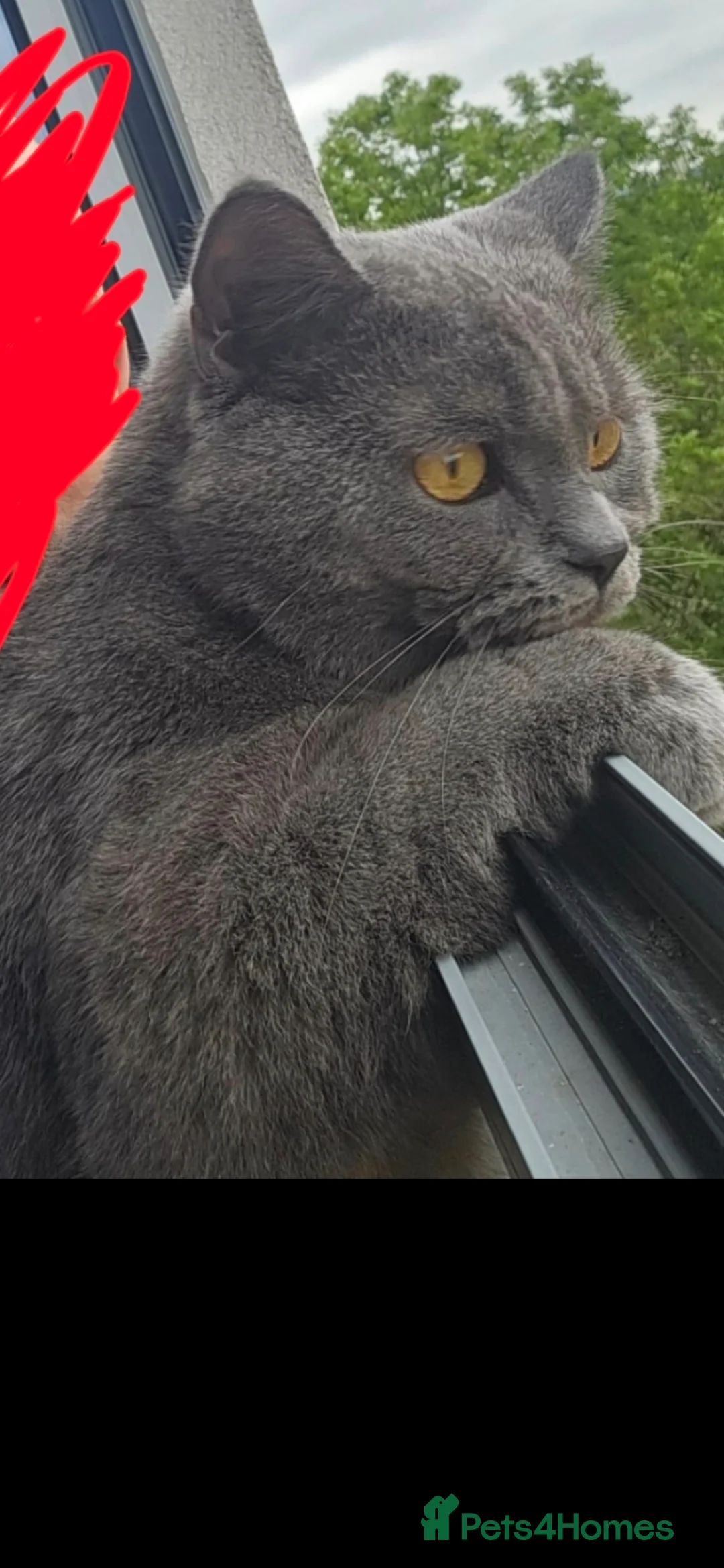British Shorthair cats for stud: Stud Pedigree Actice Available, Friendly Gentle - Advert 1
