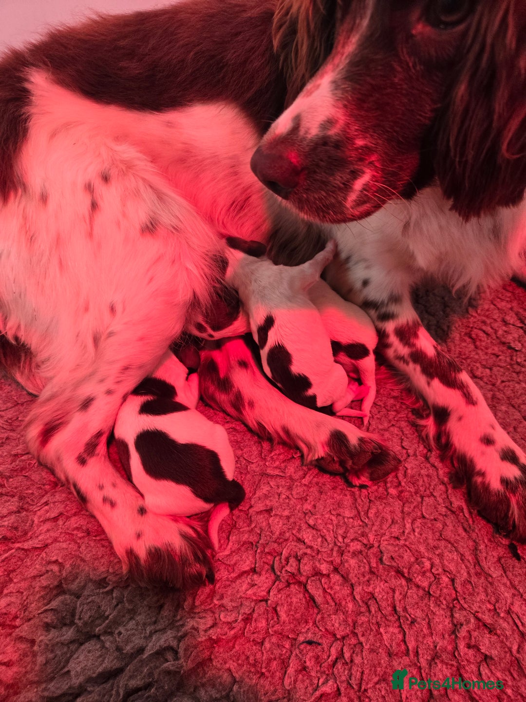 English Springer Spaniel dogs for sale: Calm, engaging Springer spaniel puppies. - Image 2