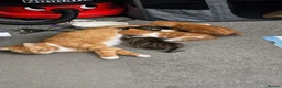 Domestic Shorthair cats for sale: Last ginger boy available - Advert 5
