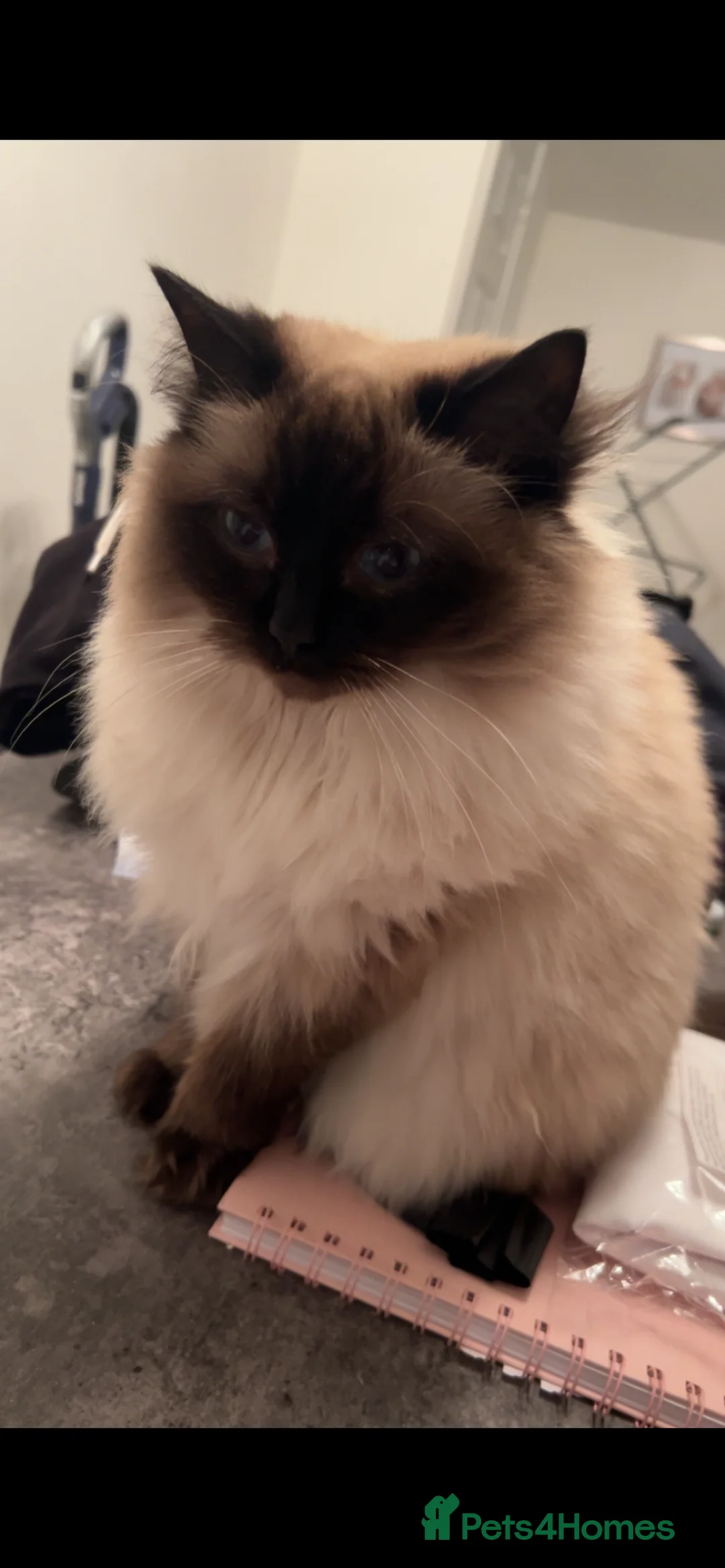 Ragdoll cats for sale: GCCF registered retired female Ragdoll  - Advert 3