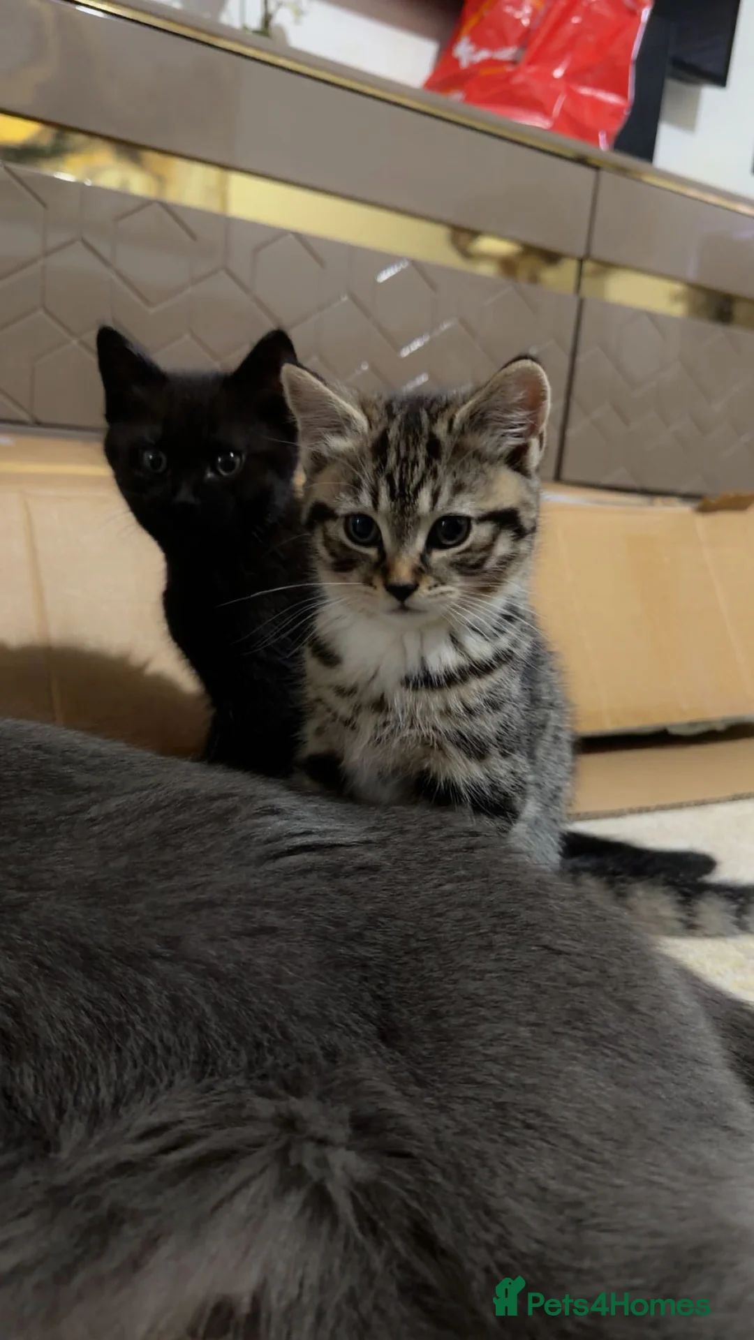 British Shorthair cats for sale: Kitten  - Advert 2