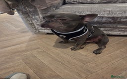 French Bulldog dogs for stud: Stud  - Image 3