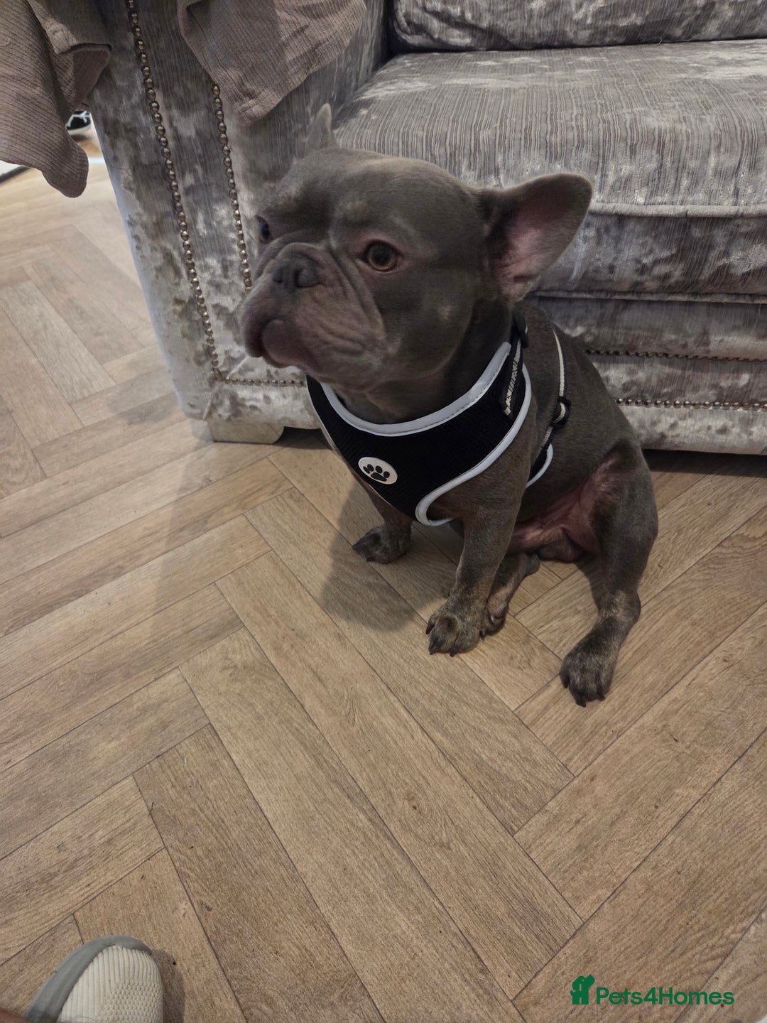 French Bulldog dogs for stud: Stud  - Image 3
