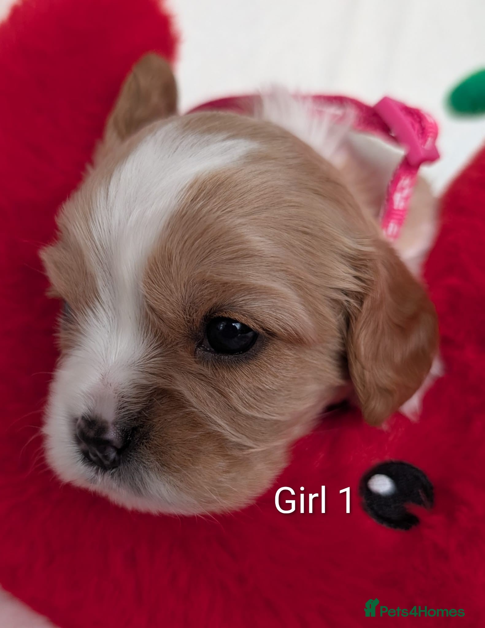 Cavalier King Charles Spaniel Puppy 5