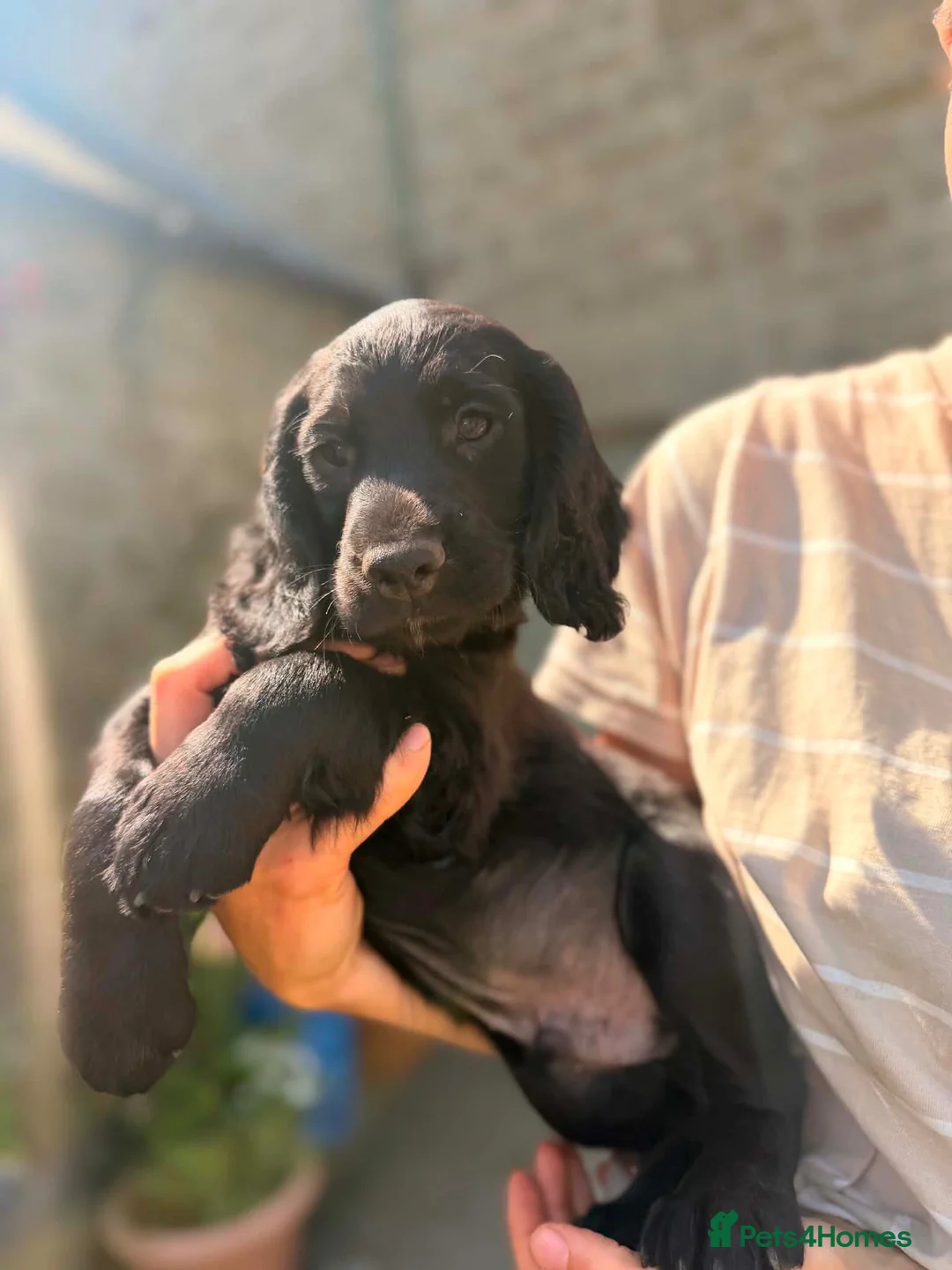 Sprocker dogs for sale: 1 male Sprocker puppy for sale  in Hexham - Advert 2