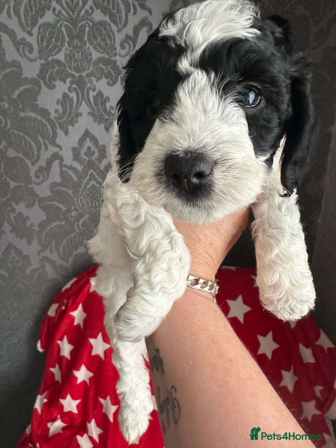 Cockapoo dogs for sale: 7 beautiful cockatoo puppies  - Image 6