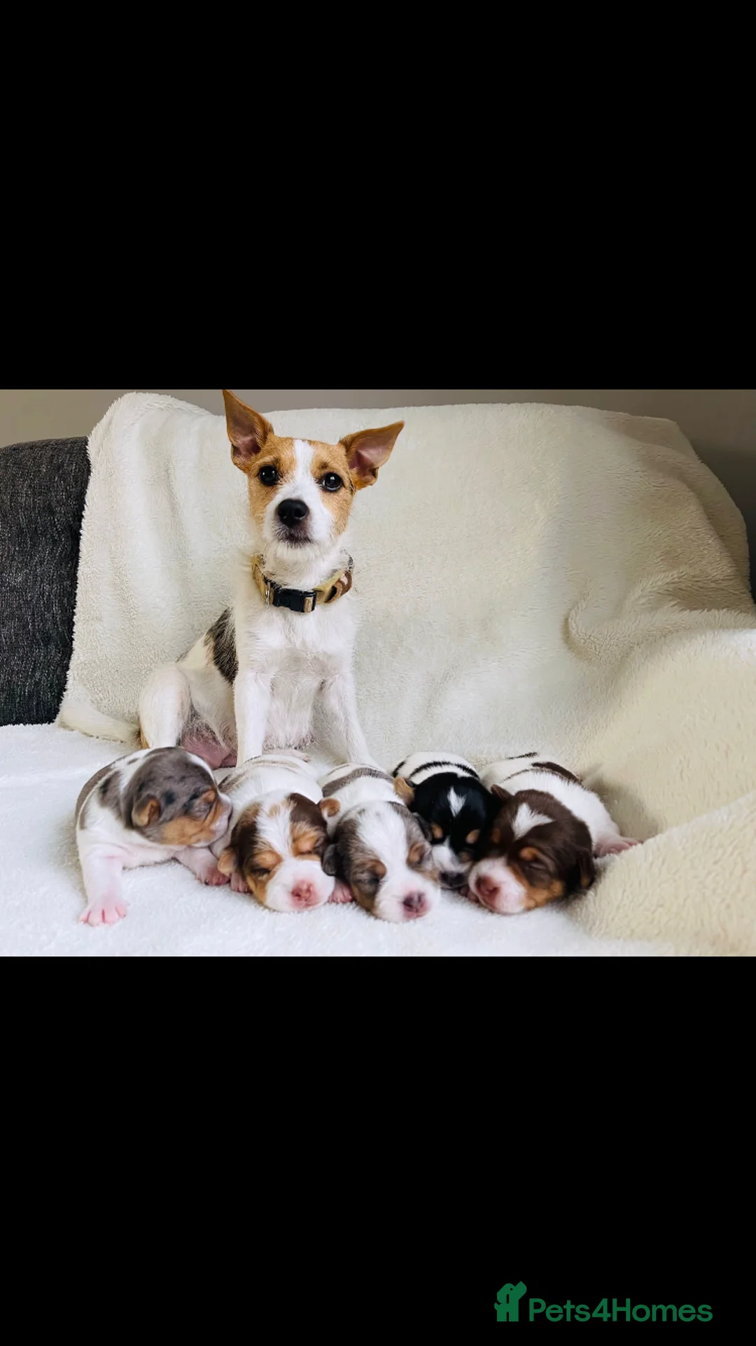 Jack Russell dogs for stud: Miniature Jack Russell - Blue Merle - STUD DOG in Wellingborough - Advert 13