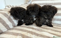 Shihpoo dogs for sale: Shih Tzu X poodle X Shihpoo - Image 2