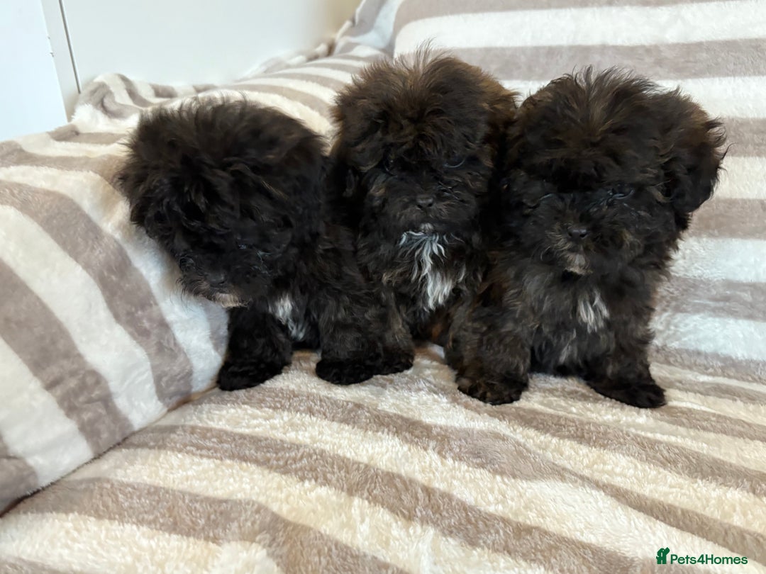 Shihpoo dogs for sale: Shih Tzu X poodle X Shihpoo - Image 2