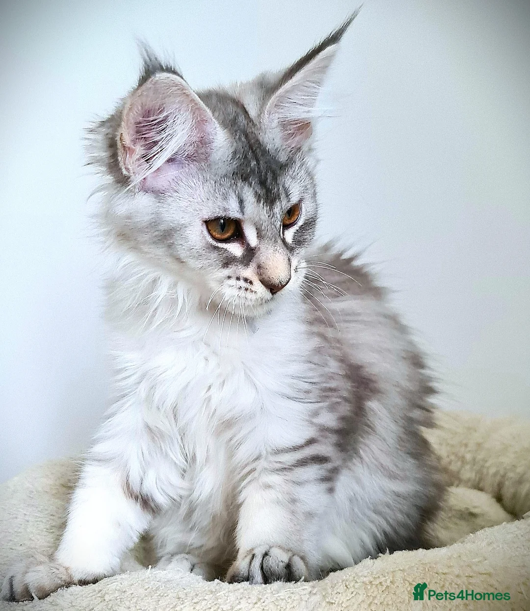 Maine Coon cats for sale: STUNNING 4️⃣ PEDIGREE MAINE COON KITTENS READY ❗❗❗ - Advert 39