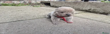 Chow Chow 3