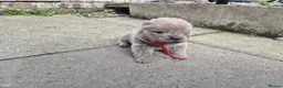 Chow Chow dogs for sale: KC REG CHOW CHOW PUPPIES - Advert 8