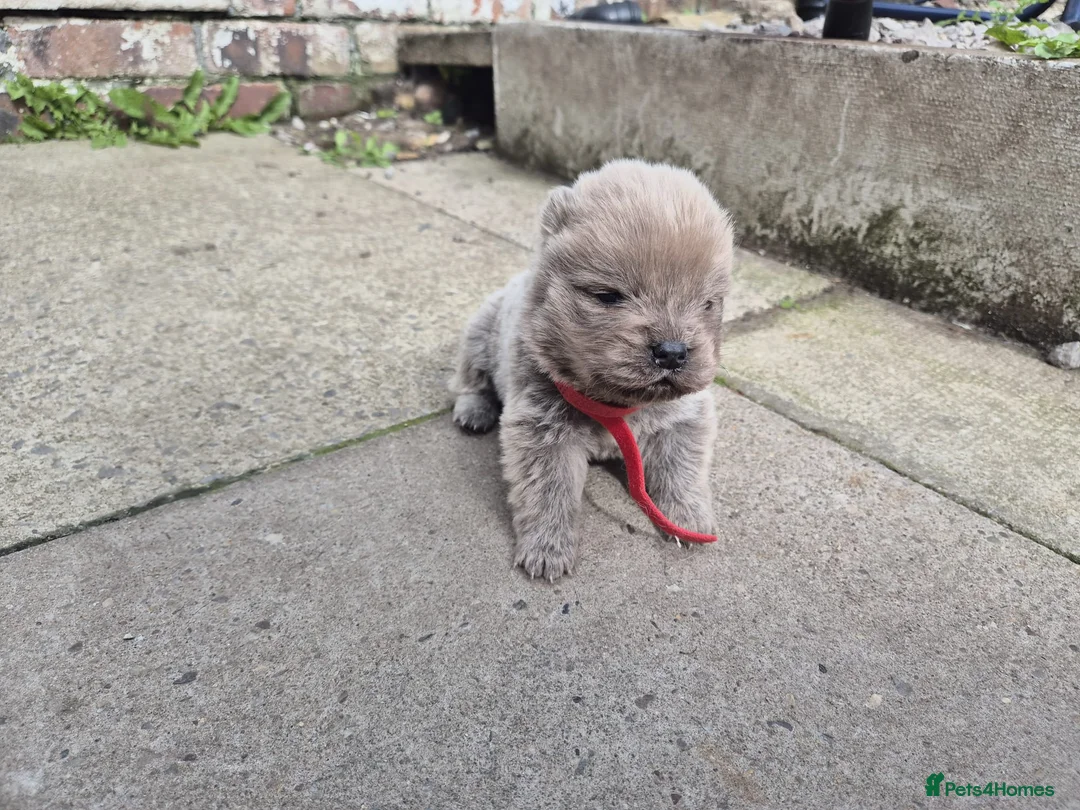 Chow Chow dogs for sale: KC REG CHOW CHOW PUPPIES - Advert 8