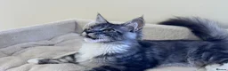 Maine Coon cats for sale: Two pedigree Maine Coon males for adoption in Nottingham - Advert 7