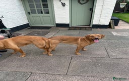 Labrador Retriever dogs for stud: 282 DNA TESTS! Labrador Working Type Red/Yellow  in Sandbach - Image 3